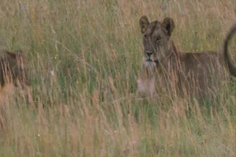 Bande Annonce Félins