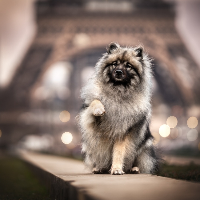 Moxy_keeshond