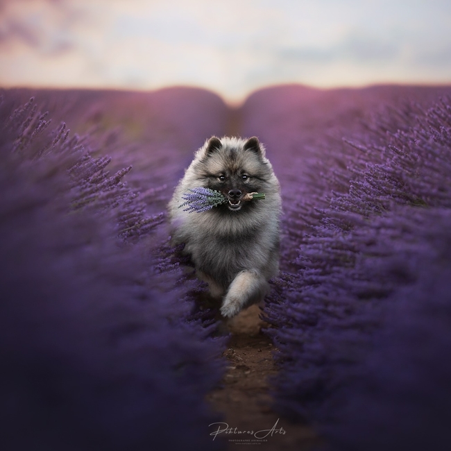 Moxy_keeshond