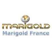 Marigold
