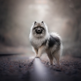 Moxy_keeshond