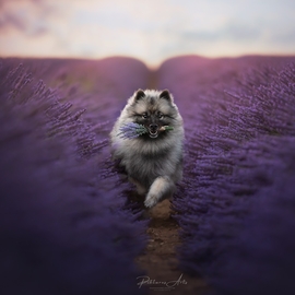 Moxy_keeshond