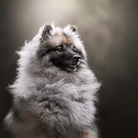 Moxy_keeshond