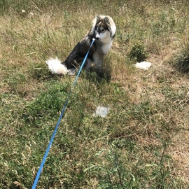 Huskymalamute