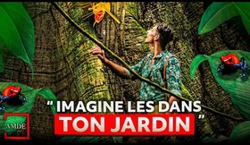 GRENOUILLE MORTELLE, MALADIE MANGEUSE DE CHAIRE, ARBRE GÉANT - AMDE