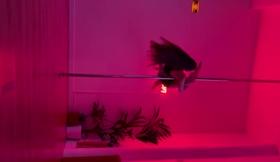 Pole Dance 1
