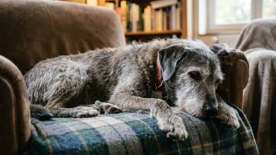 Casting vieux chien pour silhouette dans long métrage