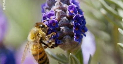 Voix off documentaire